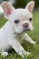 Ivy, a female French Bulldog for sale in Goshen, NY – 3 of 9