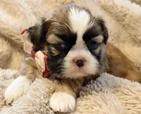 processed/2a41c91a-c144-406e-89c5-5d55911b0ca0/listing/d90c82b0-3cd2-426f-b0a0-9ed208230dd6/3dfad92c-4c4b-4b4b-9333-d17959c1d9b4