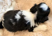 Linus, a male Shih Tzu for sale in Goshen, NY – 5 of 5