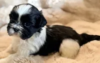 Snoopy, a male Shih Tzu for sale in Goshen, NY – 3 of 5