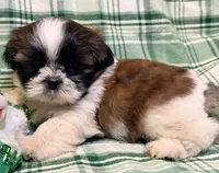 Conner, a male Shih Tzu for sale in Goshen, NY – Photo 3 of 5