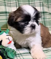 Conner, a male Shih Tzu for sale in Goshen, NY – Photo 1 of 5