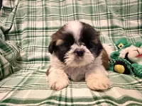 Conner, a male Shih Tzu for sale in Goshen, NY – Photo 2 of 5