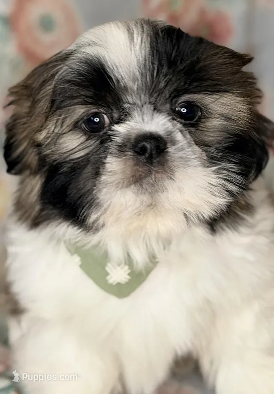 Conner – Shih Tzu puppy for sale in Goshen, NY