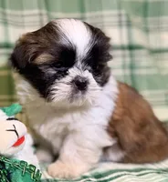 Conner, a male Shih Tzu for sale in Goshen, NY – Photo 4 of 5