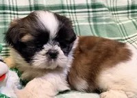 Conner, a male Shih Tzu for sale in Goshen, NY – Photo 5 of 5