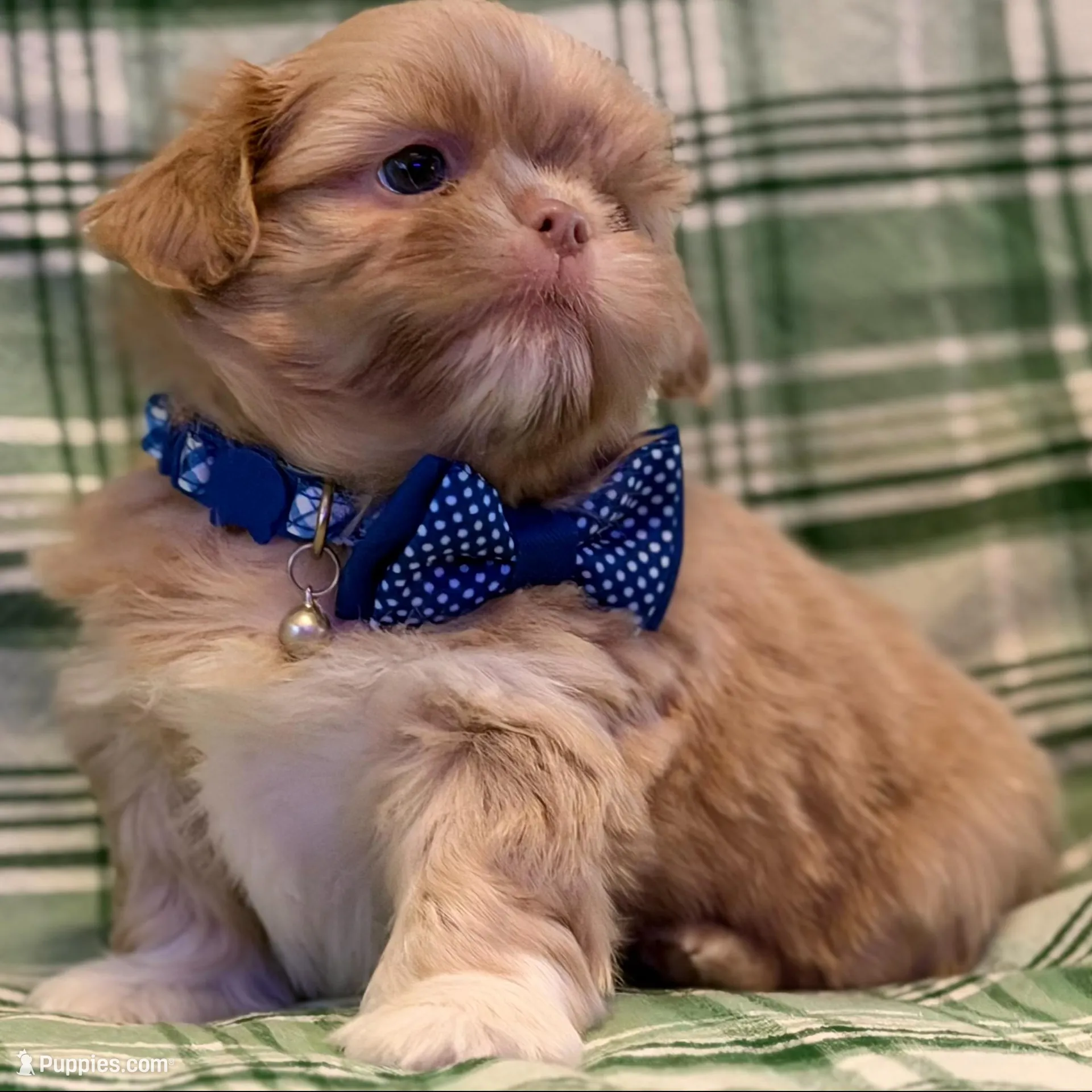 Lucky, a male Shih Tzu for sale in Goshen, NY – Photo 4 of 7