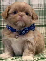 Lucky, a male Shih Tzu for sale in Goshen, NY – Photo 6 of 7