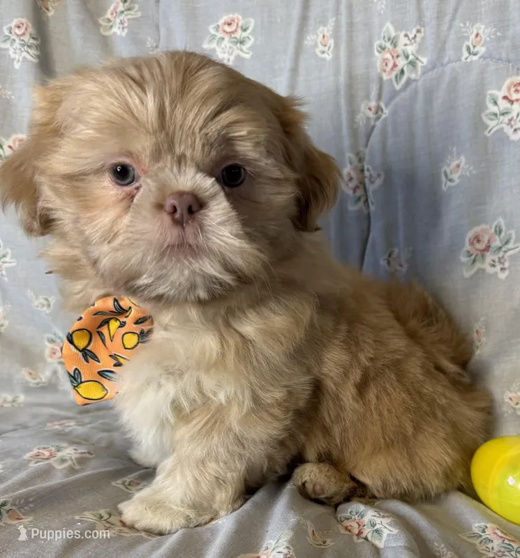 Lucky – Shih Tzu puppy for sale in Goshen, NY