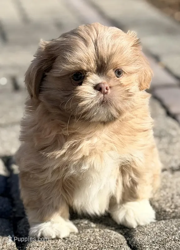 Lucky – Shih Tzu puppy for sale in Goshen, NY