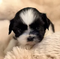 Linus, a male Shih Tzu for sale in Goshen, NY – 1 of 5