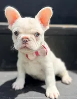 Ivy, a female French Bulldog for sale in Goshen, NY – 4 of 9