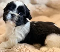 Snoopy, a male Shih Tzu for sale in Goshen, NY – 2 of 5