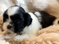 Linus, a male Shih Tzu for sale in Goshen, NY – 2 of 5