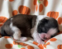 Jack, a male Shih Tzu for sale in Goshen, NY – 2 of 4