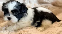 Lucy, a female Shih Tzu for sale in Goshen, NY – 3 of 5