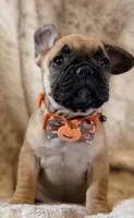 Pumpkin, a female French Bulldog for sale in Goshen, NY – 2 of 7