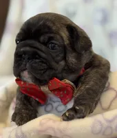 Channel-baby, a female French Bulldog for sale in Goshen, NY – Photo 1 of 4