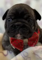 Channel-baby, a female French Bulldog for sale in Goshen, NY – Photo 4 of 4