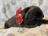 Channel-baby, a female French Bulldog for sale in Goshen, NY – Photo 3 of 4