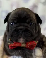 Channel-baby, a female French Bulldog for sale in Goshen, NY – Photo 2 of 4