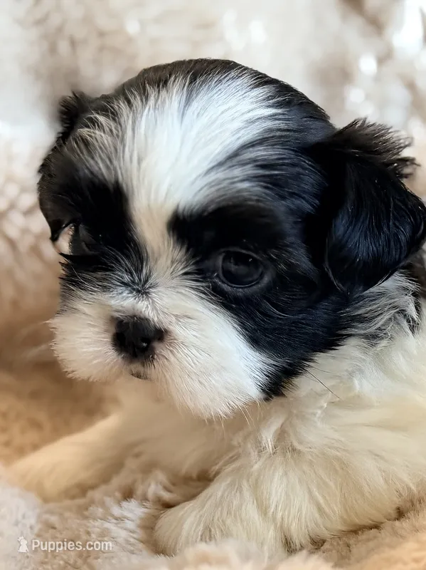Lucy – Shih Tzu puppy for sale in Goshen, NY