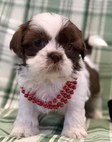 Fiona, a female Shih Tzu for sale in Goshen, NY – Photo 5 of 6