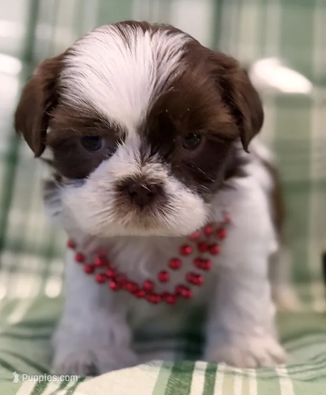 Fiona – Shih Tzu puppy for sale in Goshen, NY