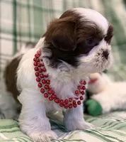 Fiona, a female Shih Tzu for sale in Goshen, NY – Photo 4 of 6