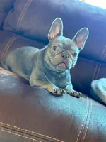 Lulu , a female French Bulldog for sale in Houston, TX – 3 of 4