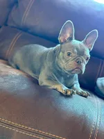 Lulu , a female French Bulldog for sale in Houston, TX – 4 of 4