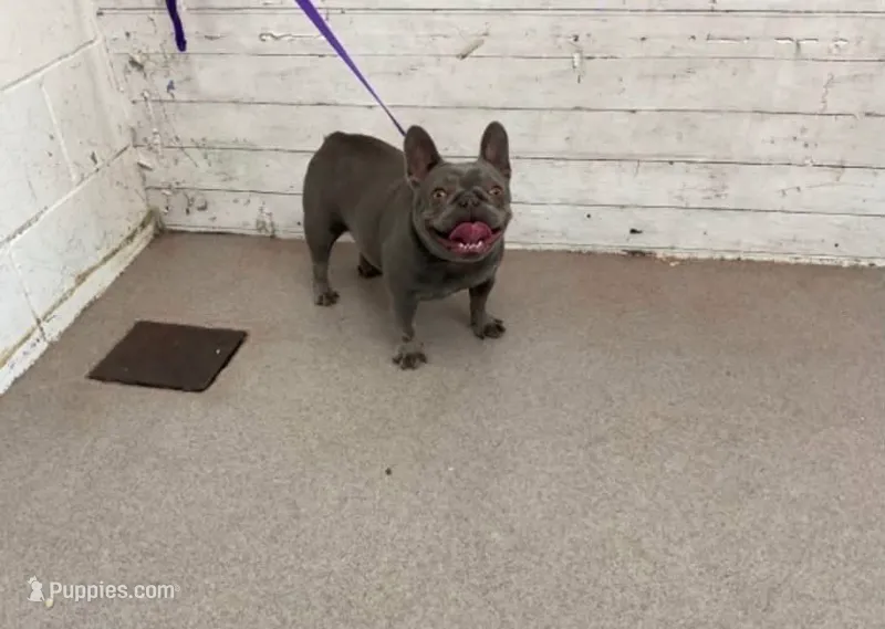 Lulu  – French Bulldog puppy for sale in Houston, TX