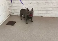 Lulu , a female French Bulldog for sale in Houston, TX – 1 of 4