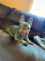 Lulu , a female French Bulldog for sale in Houston, TX – 2 of 4