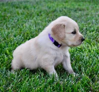 Sadie, a female Golden Retriever for sale in Fordland, MO – 5 of 8