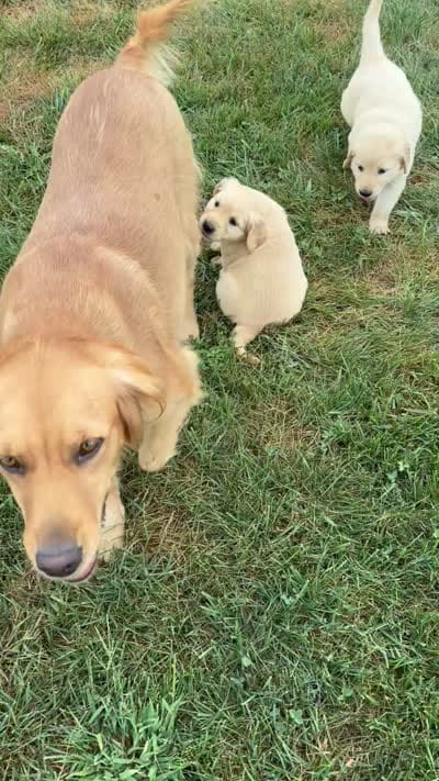 Daisy-Orange , a female Golden Retriever for sale in Fordland, MO – 6 of 6