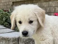Cody-green, a male Golden Retriever for sale in Fordland, MO – 3 of 9