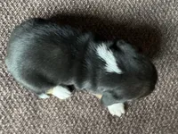 Olivia, a female Beagle for sale in Fordland, MO – 7 of 10