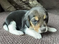 Tyler, a male Beagle for sale in Fordland, MO – 7 of 10