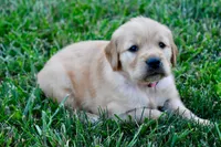 Molly, a female Golden Retriever for sale in Fordland, MO – 3 of 7