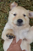Daisy-Orange , a female Golden Retriever for sale in Fordland, MO – 2 of 6