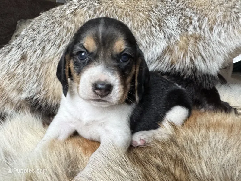 Paisley  – Beagle puppy for sale in Fordland, MO