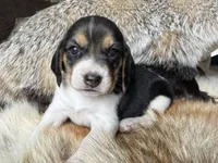 Paisley , a female Beagle for sale in Fordland, MO – 1 of 10