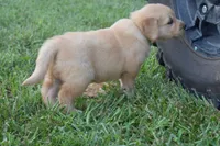 Jack, a male Golden Retriever for sale in Fordland, MO – 5 of 7