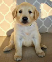 Honey, a female Golden Retriever for sale in Fordland, MO – 3 of 6