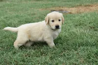 Molly-green, a female Golden Retriever for sale in Fordland, MO – 2 of 6