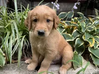 Copper-orange , a male Golden Retriever for sale in Fordland, MO – 9 of 10