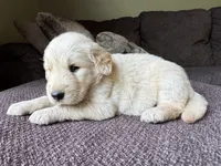 Pammy- purple , a female Golden Retriever for sale in Fordland, MO – 5 of 10