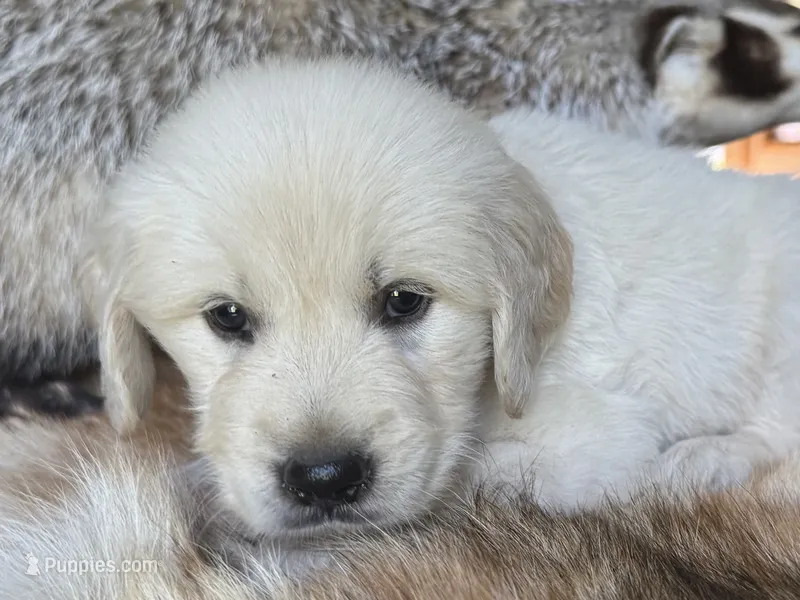 Cody-dk green – Golden Retriever puppy for sale in Fordland, MO