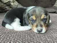 Tyler, a male Beagle for sale in Fordland, MO – 8 of 10
